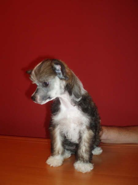 atxarrea princess of ebony