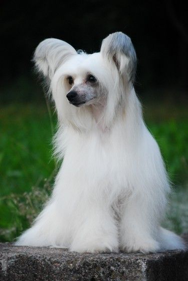 Aria Of The Flowers Imperial Dream