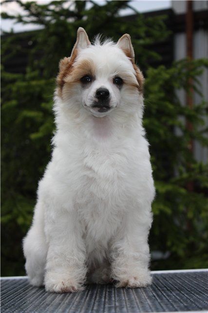 Olegro Katrin Inspiration One