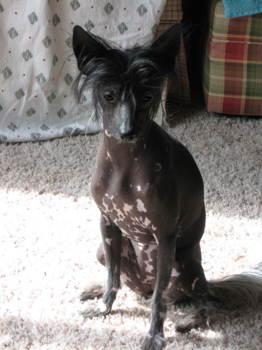 Pointy Pines Ruby In The Rough