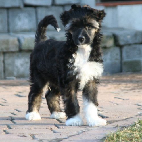 K9Madness Chinese Emperor