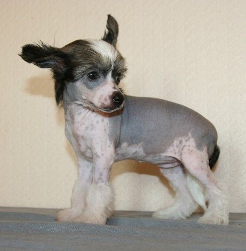 K9Madness Celtic Clara