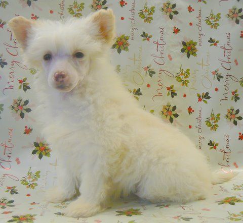 Doucai's Blonde Blagger