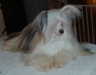 Chineseblue's Just Sweet Like Sugar