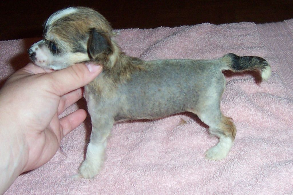 Spiritual Mosaic Angel