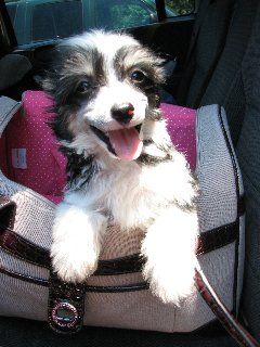 Faerylands Southern Bell