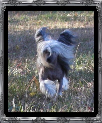 Krishnas Aim For Glory Of Marijoes