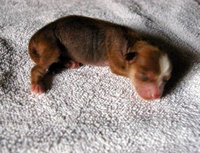 Oriental Jokes Djamal