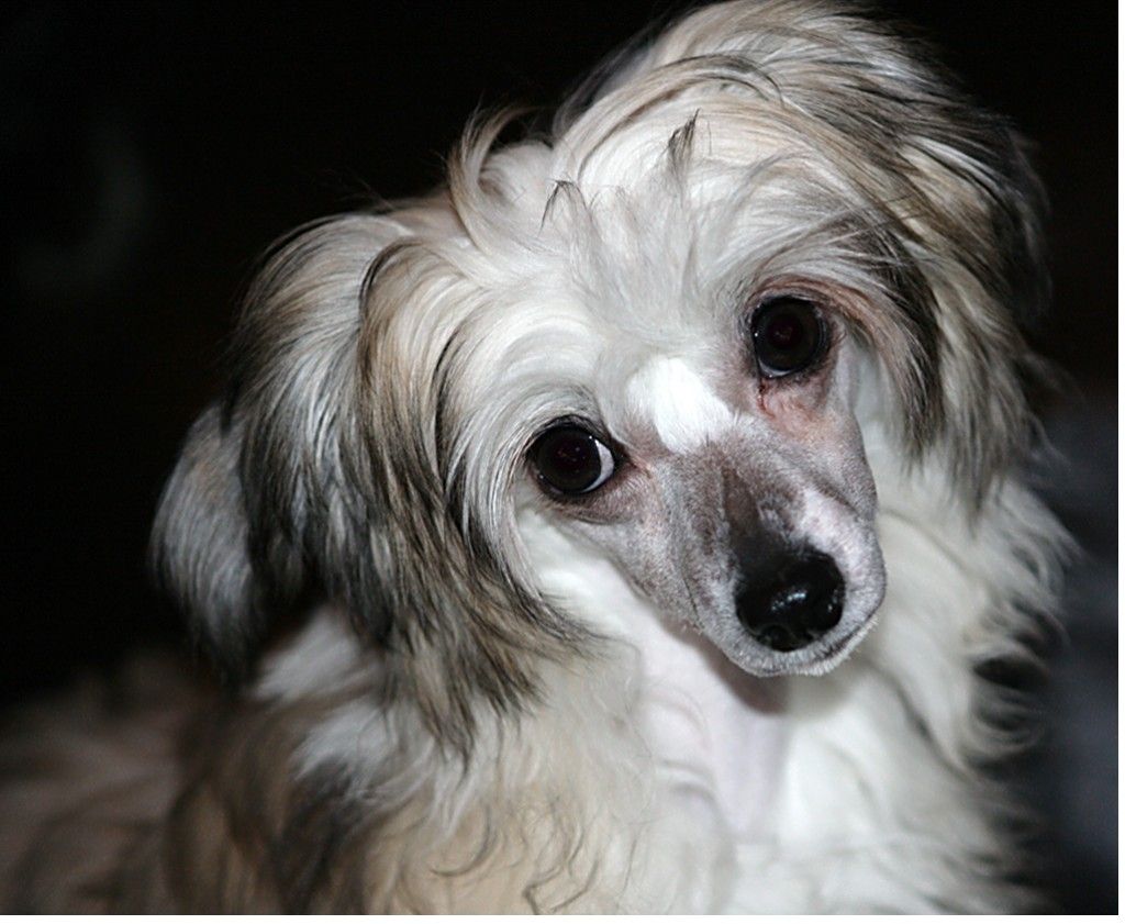 Cipracrest's Fashion Awards