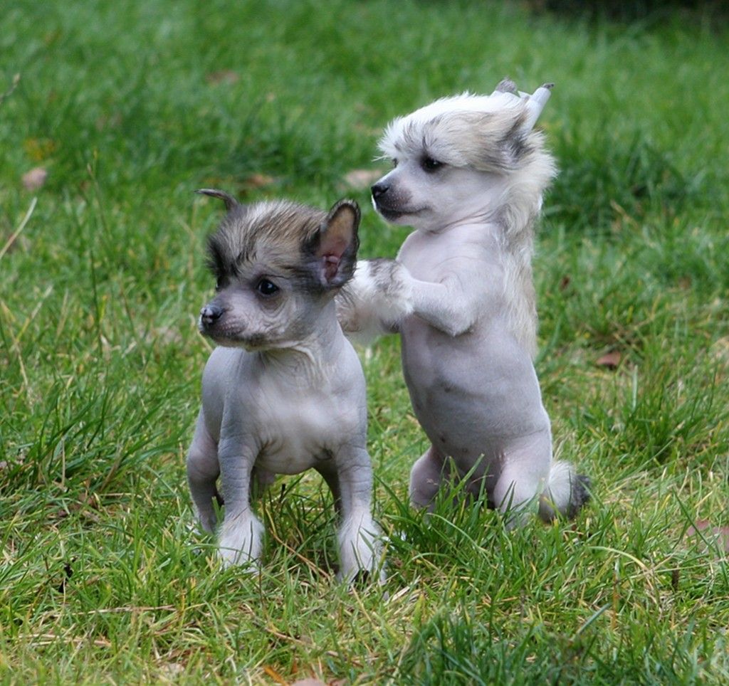 Cipracrest's Freak Of Nature