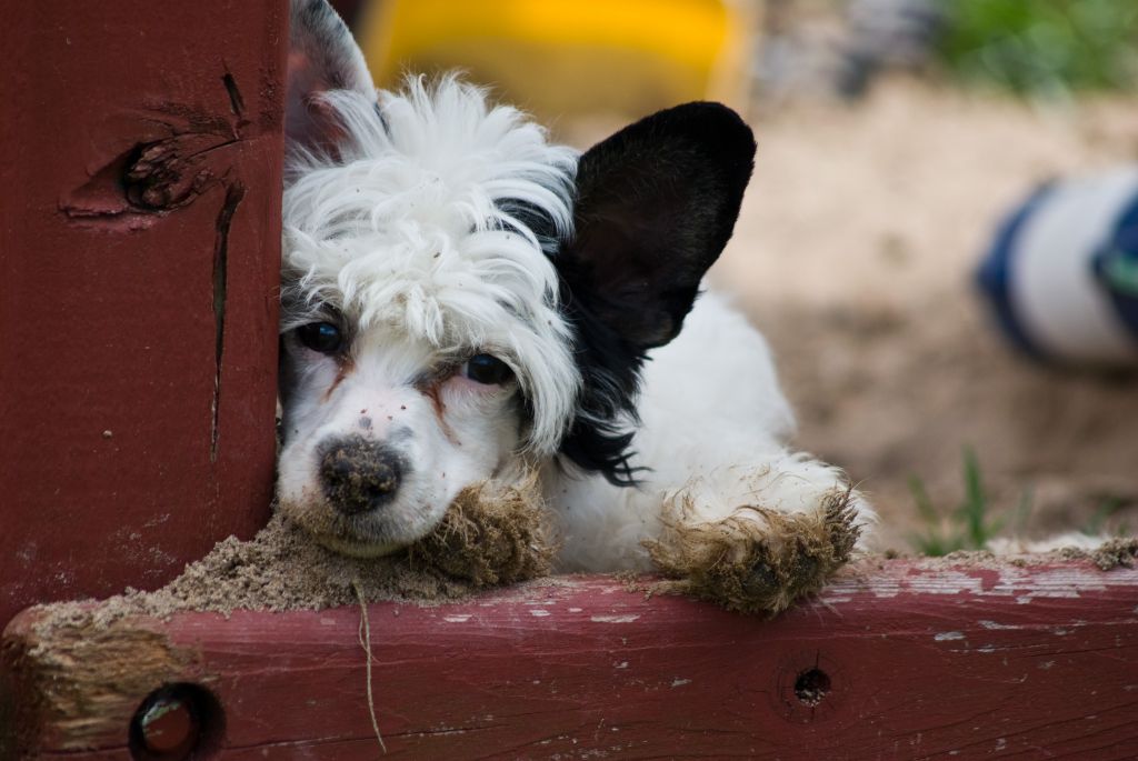 Gizas Manu for Anfarra