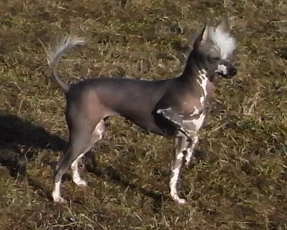 Solen Och Vindarnas Bechamel-Brulé