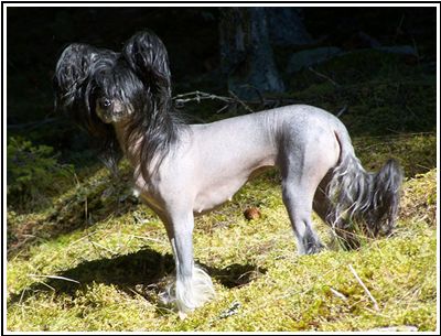 Koynaur's Good girl gone bad