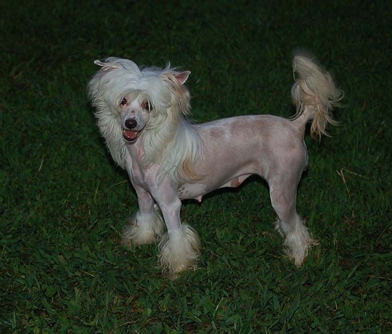 Silver Bluff Chanel Number Five