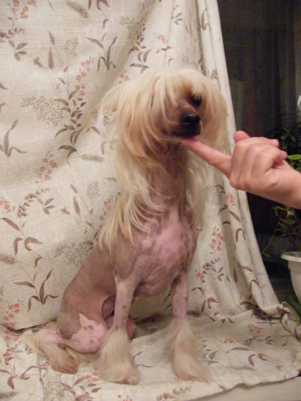 Shelcovij Shlejf Vladelitsa Mira