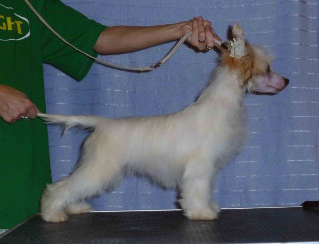 Olegro Katrin Valensiya