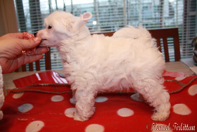 Tirlittan Furrytoy