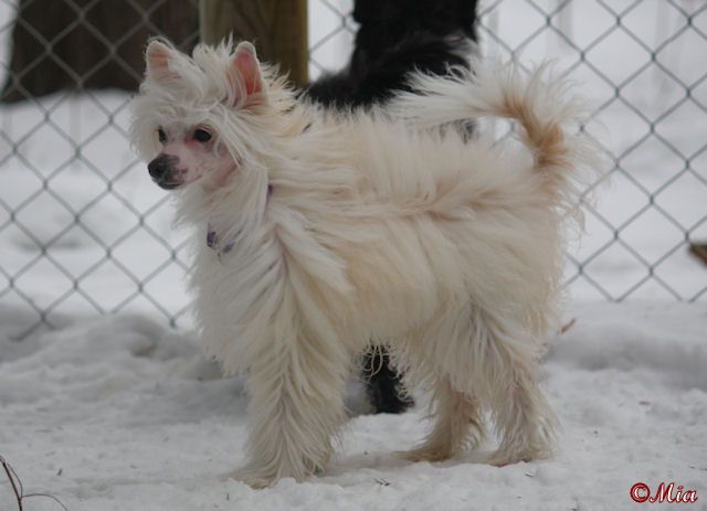 Tirlittan Fluffy Bear