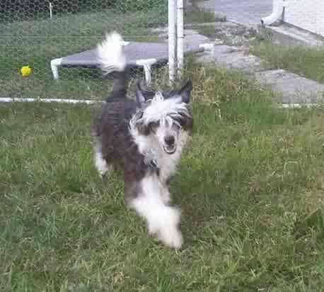 Phoenix's In Memory of Heros JRF