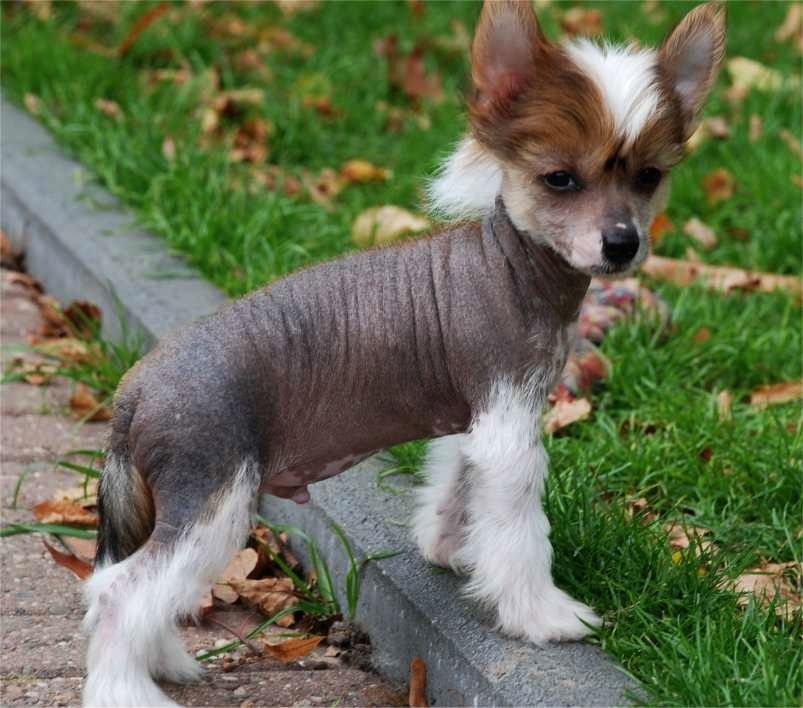 Imperial Of Danger Brainwave Ice N Fire