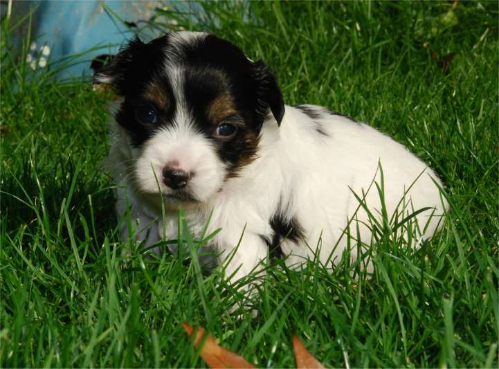 Imperial Of Danger Bayana