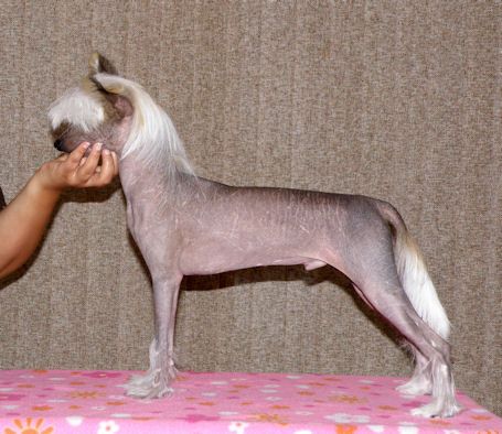 Altair's Tango Argentina