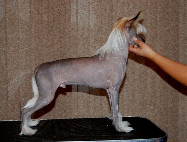 Altair's Samba Di Janeiro