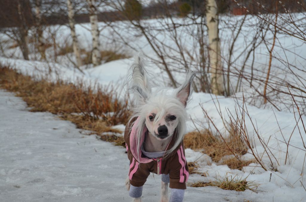 Old Chum's Miss Magnolia