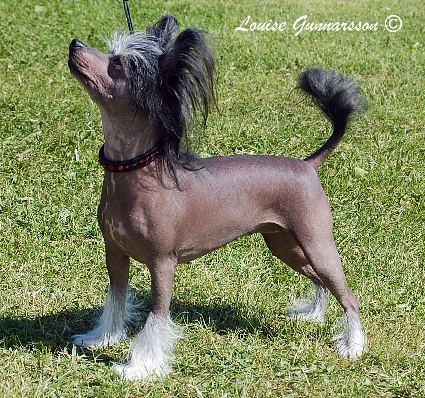 Sea Fire's Rara Avis