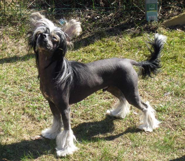 Old Chum's Mr McDreamy