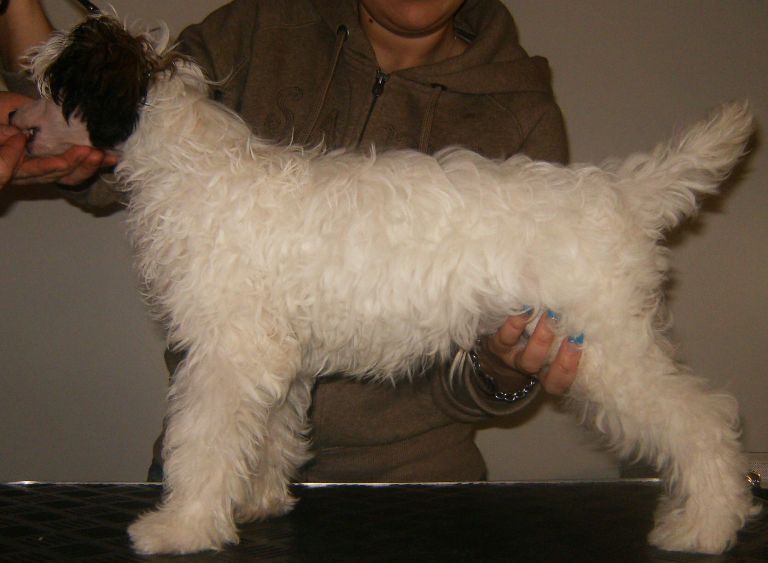 Lady's Trick Dolce Or Dulce