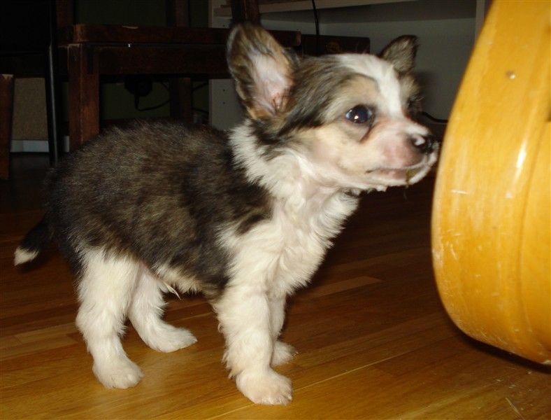 Crested Starz Clark Gable