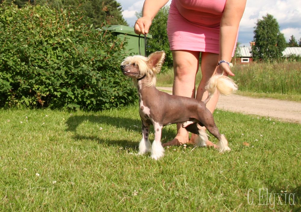  Crested Starz Humphry Bogart 