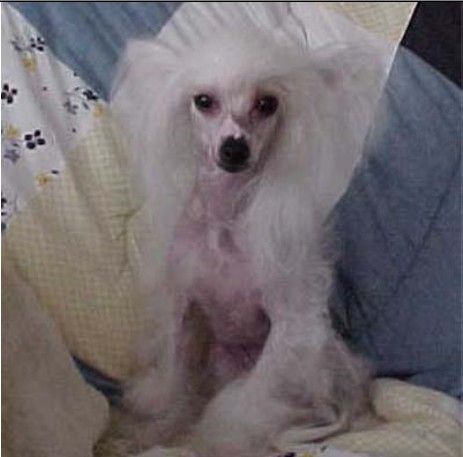 Accent U Ate My Ruby Slipper