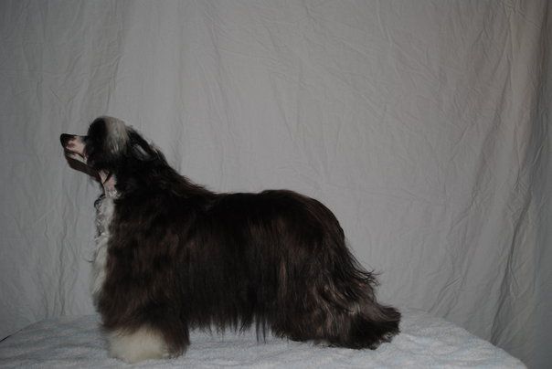 Noon's My Flying Angelina