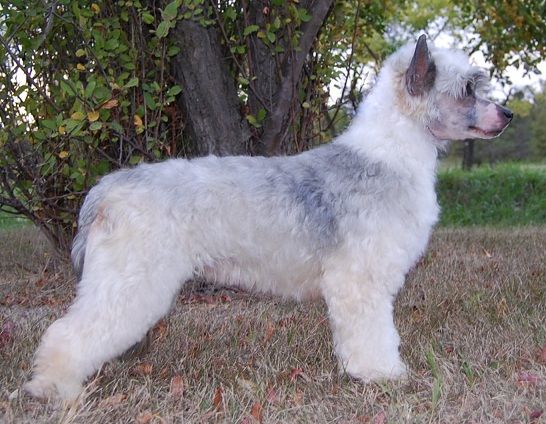 Crestyle What's To Talk About PP