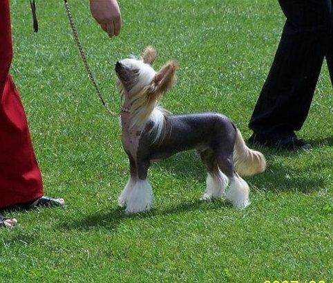 Epiphany Zirnitra J.W Sh.CM