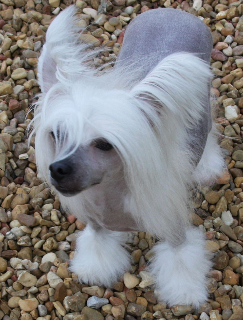 Krishna-Tamarlane Up Up'N Away