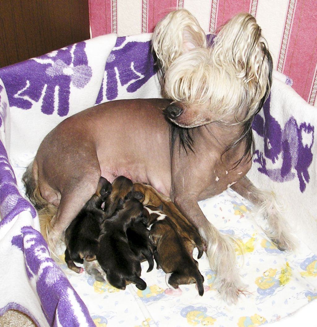 Shantekler is Korolevstva D*Alba