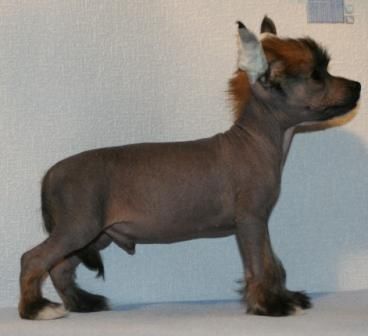 Jdi Surpriz from Khakasia