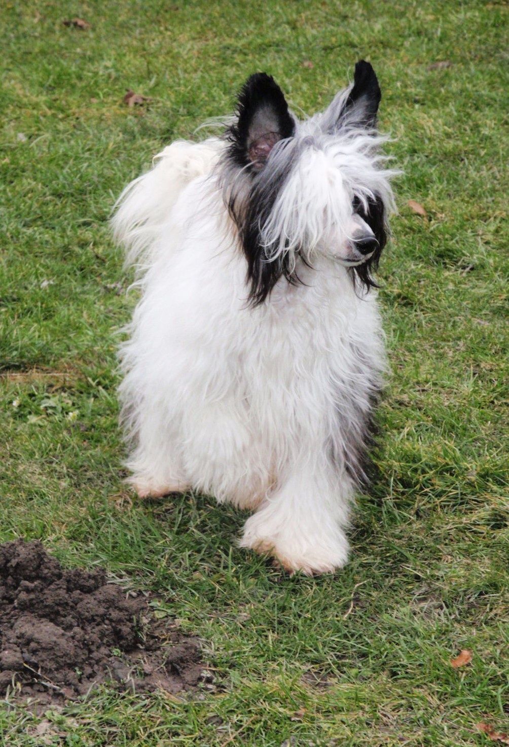 C'Taishi ze Shetlandu