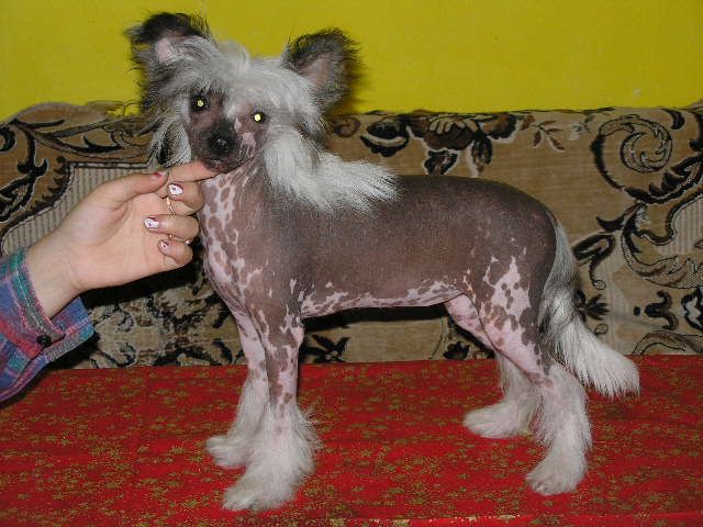 C'eishi ze Shetlandu