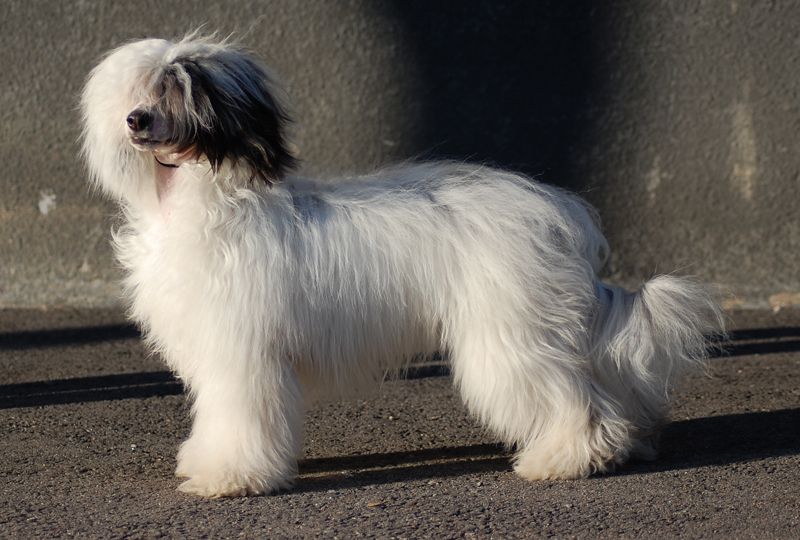 Za'potocky's Daniella