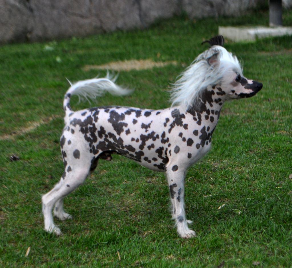 Lisa Mari's Tarzan Jungle Boy