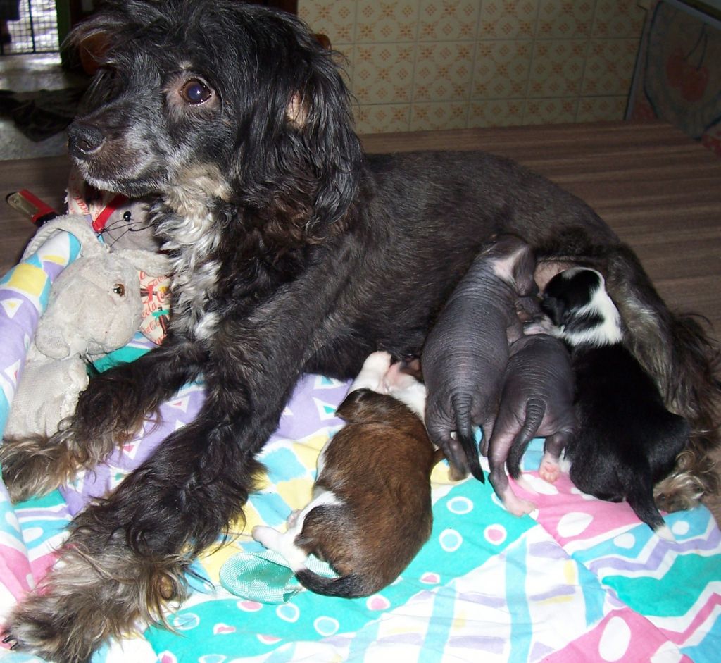 Zarza begoña de leilas