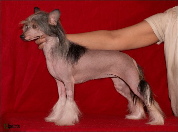 Shelcovij Shlejf Lastochka