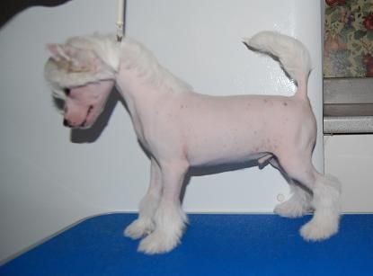 Crestyle Classic On Stage HL