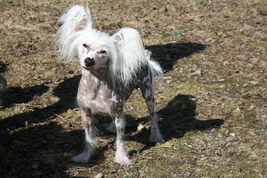 Meadowwood's Cuddly Casanova