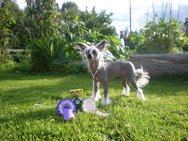 Meadowwood's Detailed Diviner 