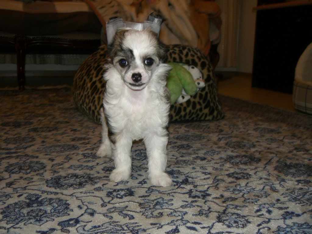 Meadowwood's Divine Gift